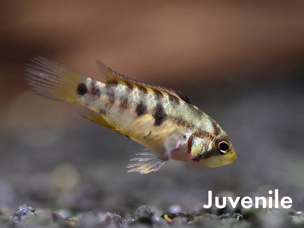 Apistogramma baenschi (Inca) Dwarf Cichlid Fish – Locally Bred - Nestor' Aquariums & Pets