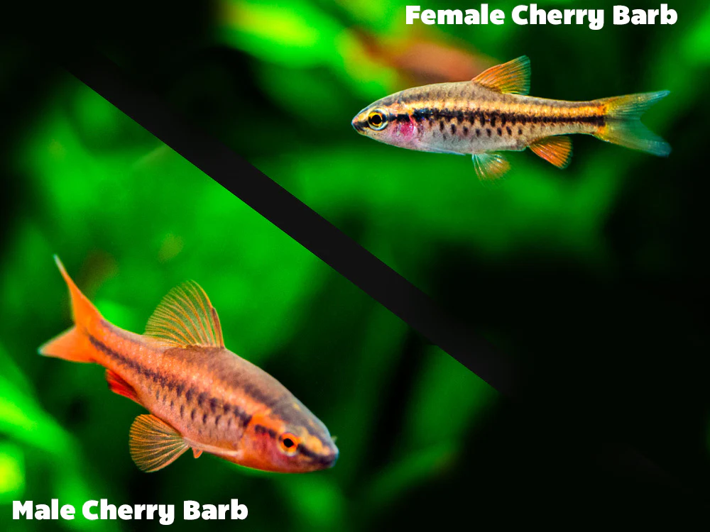 Cherry Barb (Puntius titteya), Tank-Bred - Nestor' Aquariums & Pets
