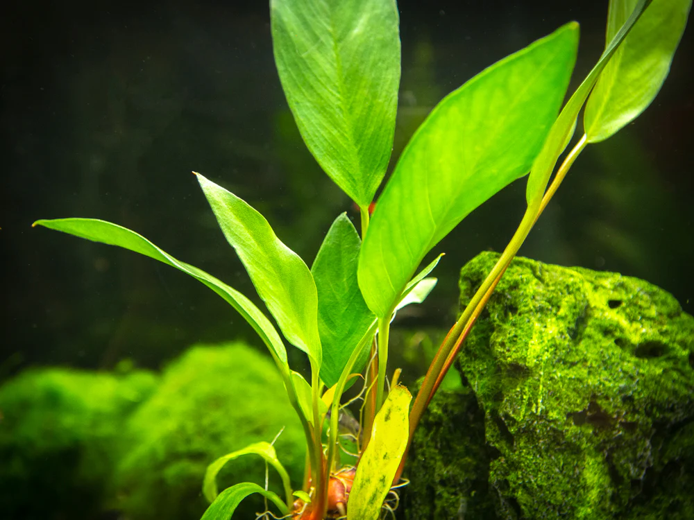 Anubias Frazeri (Anubias barteri x A. heterophylla), bare root - Nestor' Aquariums & Pets