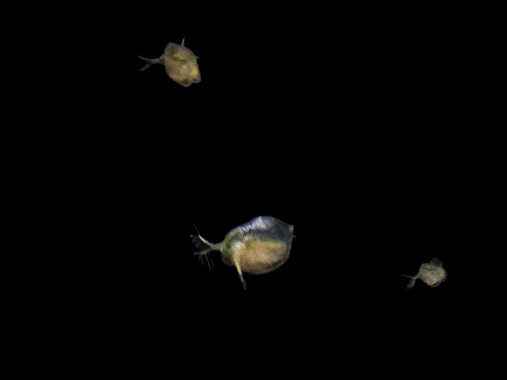 Live Daphnia AKA Water Flea (Daphnia magna) Culture - Aquatic Arts - Nestor' Aquariums & Pets