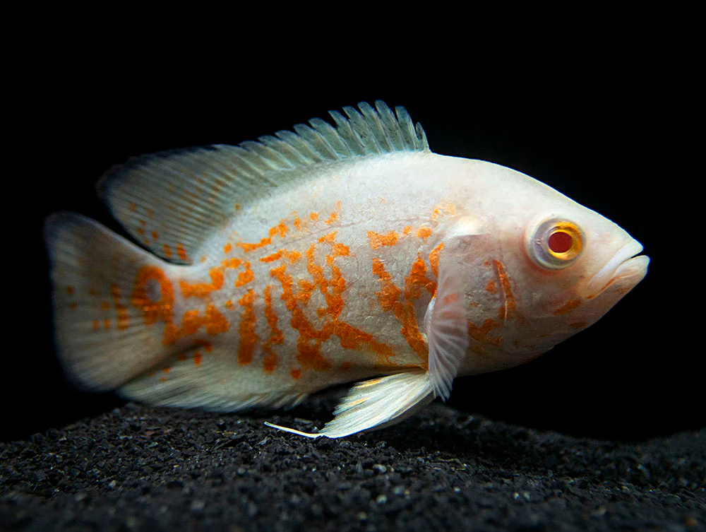 Albino Tiger Oscar (Astronotus ocellatus), Tank-Bred - Nestor' Aquariums & Pets