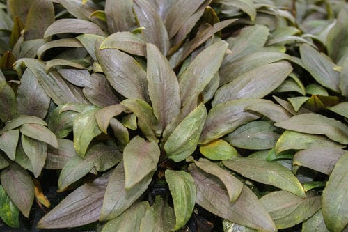 Cryptocoryne Undulata - Nestor' Aquariums & Pets