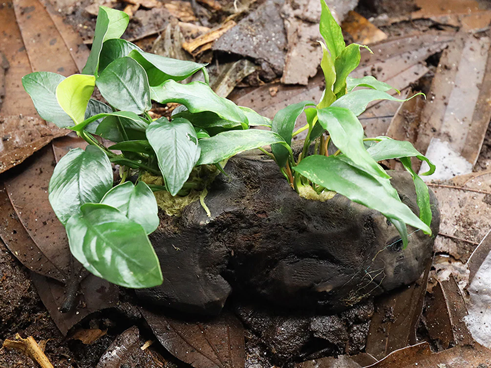 Anubias Barteri Var Nana + Minima on Pterocarpus Wood - Nestor' Aquariums & Pets