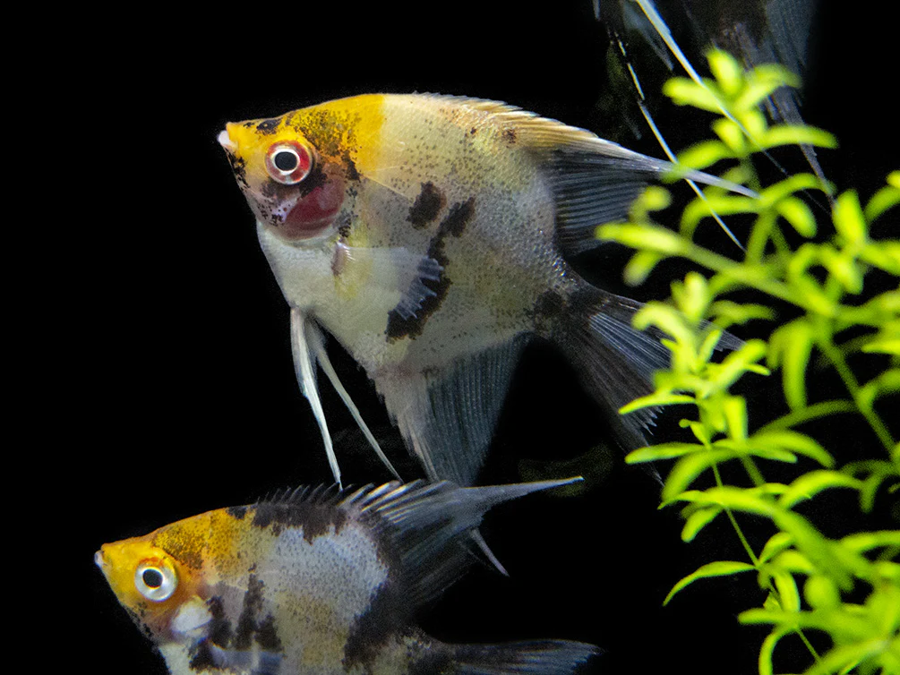 Koi Angelfish (Pterophyllum scalare) - Tank-Bred! - Nestor' Aquariums & Pets
