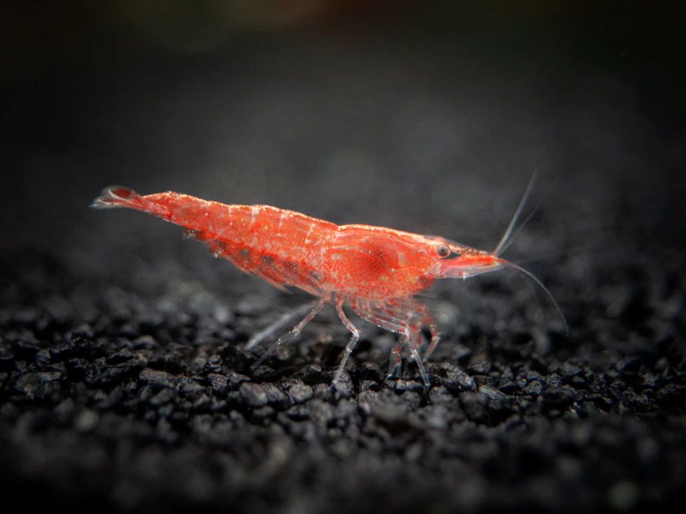 Sakura Red Cherry Shrimp Breeder Combo Box - Nestor' Aquariums & Pets
