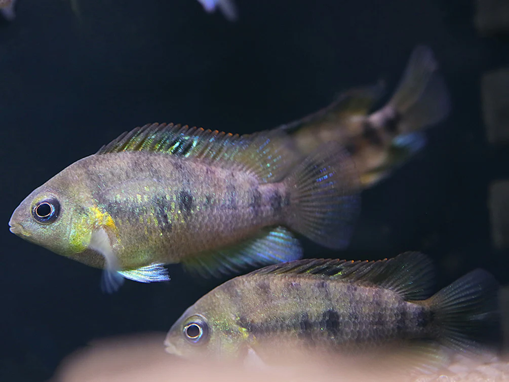 Gold Convict Cichlid (Amatitlania nanolutea 