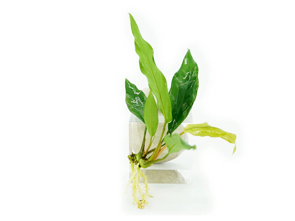 Anubias barteri var. glabra 'Minima' - Nestor' Aquariums & Pets