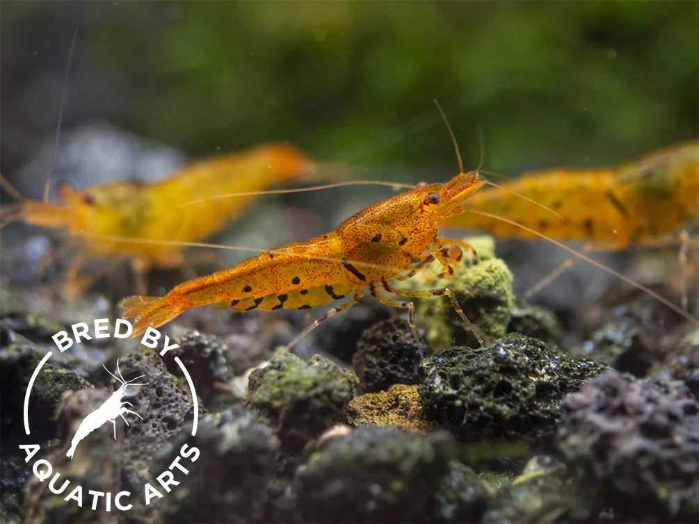 Bred By Aquatic Arts Planted Caridina Shrimp Combo Box (Caridina spp.) - Nestor' Aquariums & Pets