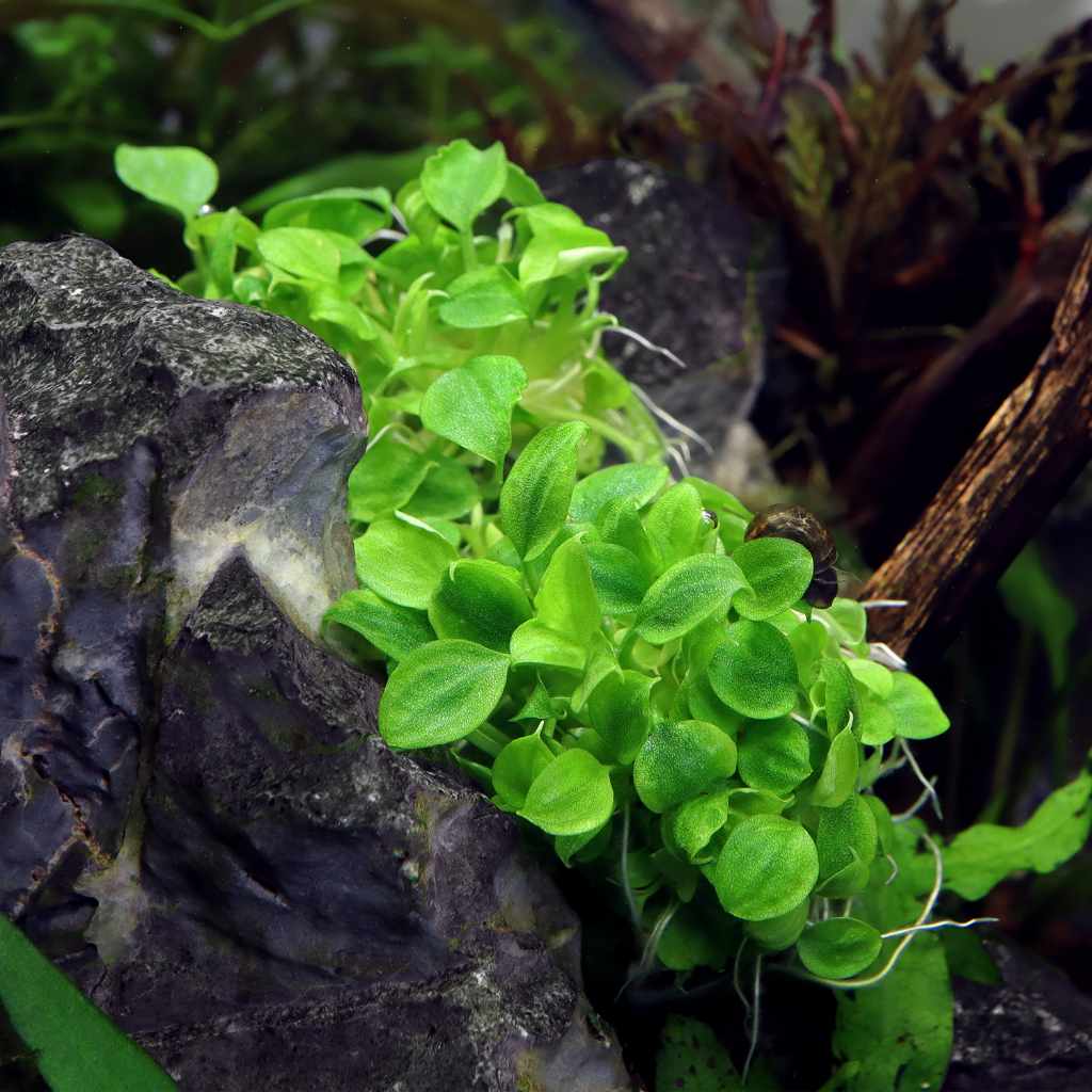 Schismatoglottis Prietoi Tissue Culture - Nestor' Aquariums & Pets