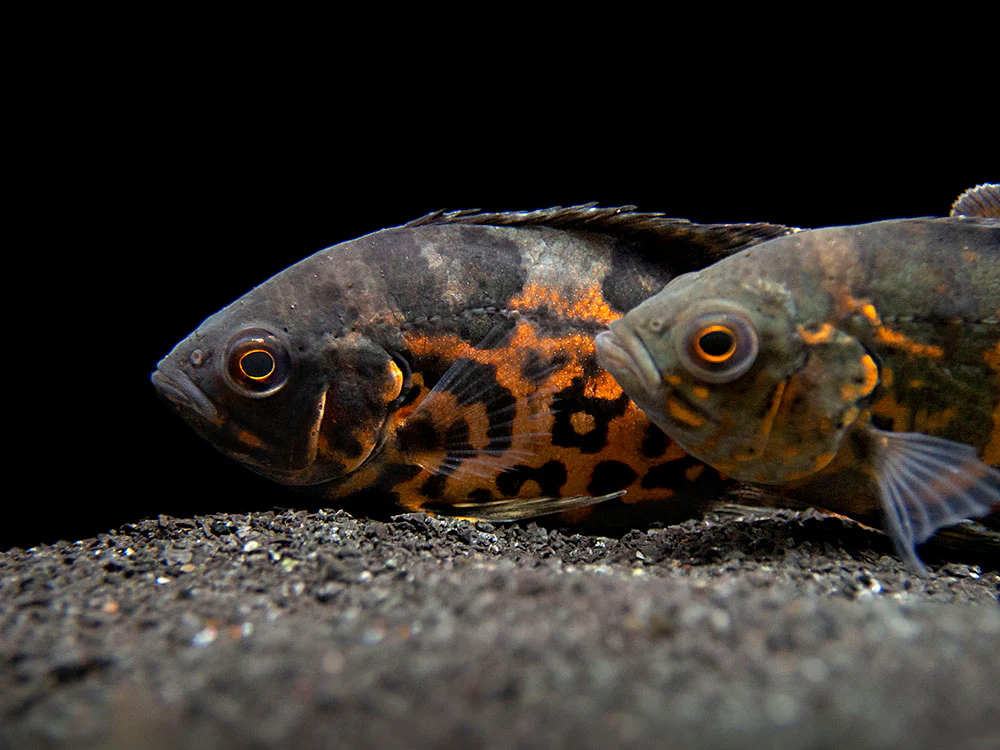 Tiger Oscar (Astronotus ocellatus), Tank-Bred - Nestor' Aquariums & Pets