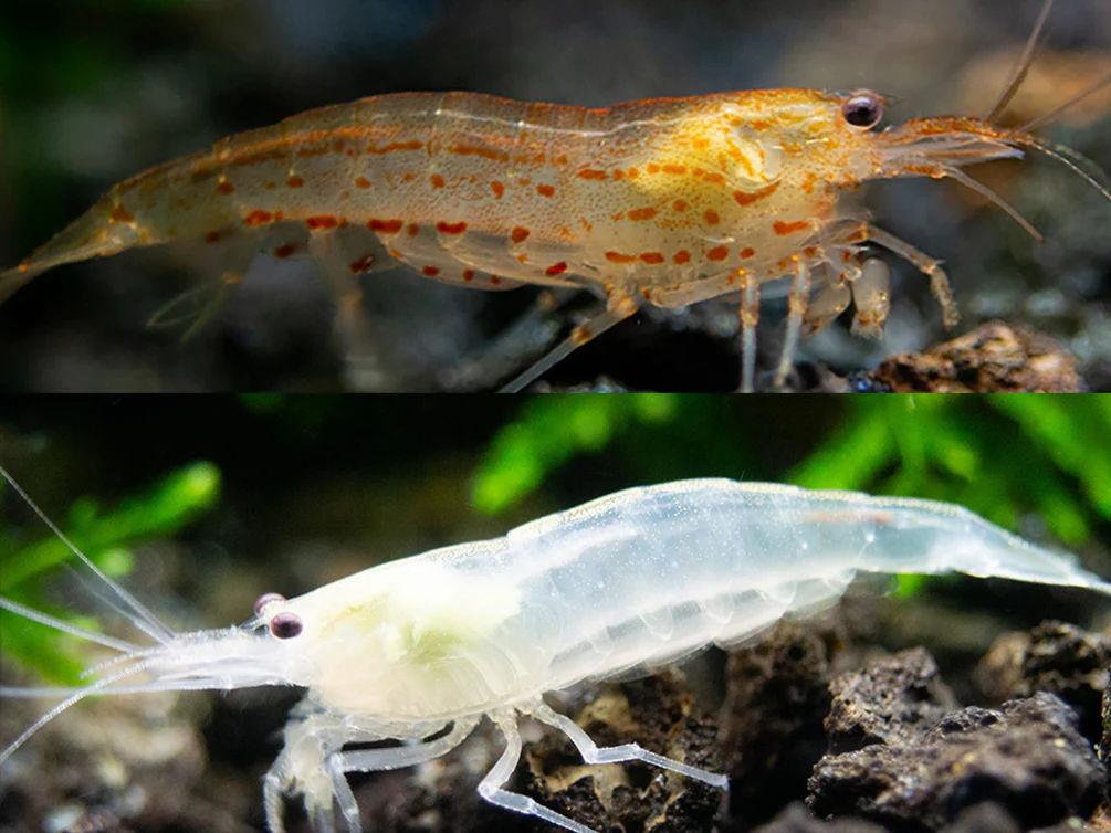 Creamsicle Amano Shrimp Combo Pack (Caridina multidentata Sun Orange / Snow) - Nestor' Aquariums & Pets