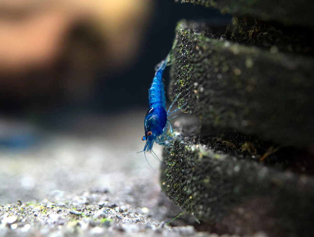 Dream Blue Velvet Shrimp Breeder Combo Box - Nestor' Aquariums & Pets