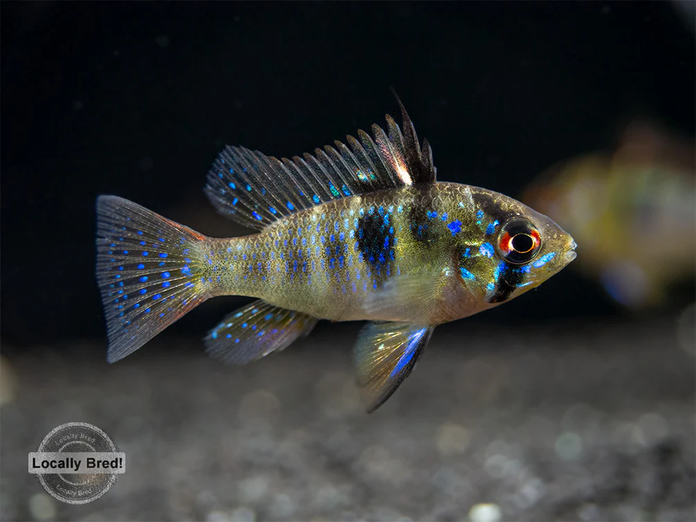 German Blue Ram Dwarf Cichlid (Mikrogeophagus ramirezi) - LOCALLY BRED!!! - Nestor' Aquariums & Pets