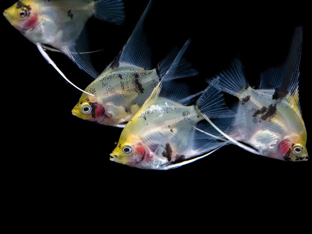 Koi Angelfish (Pterophyllum scalare) - Tank-Bred! - Nestor' Aquariums & Pets