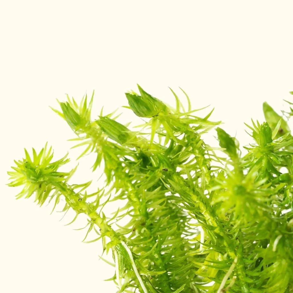 Mayaca Fluviatilis - Nestor' Aquariums & Pets