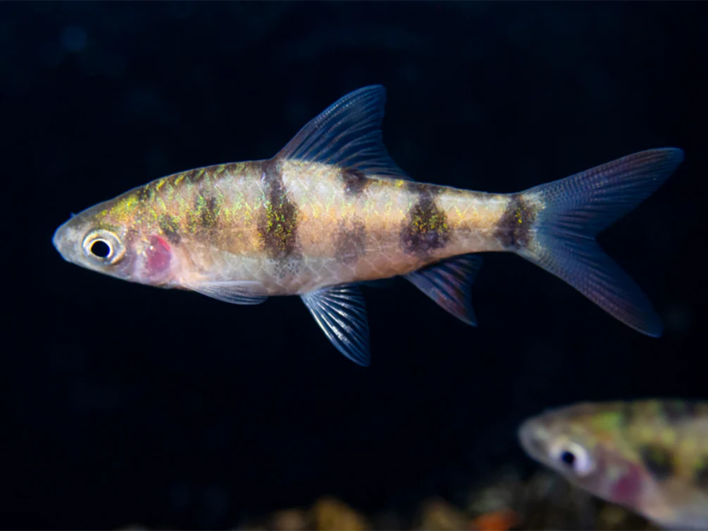 Tambraparni Barb (Puntius tambraparniei) - Nestor' Aquariums & Pets