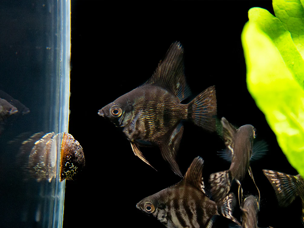 Black Zebra Angelfish (Pterophyllum scalare) - TANK-BRED! - Nestor' Aquariums & Pets