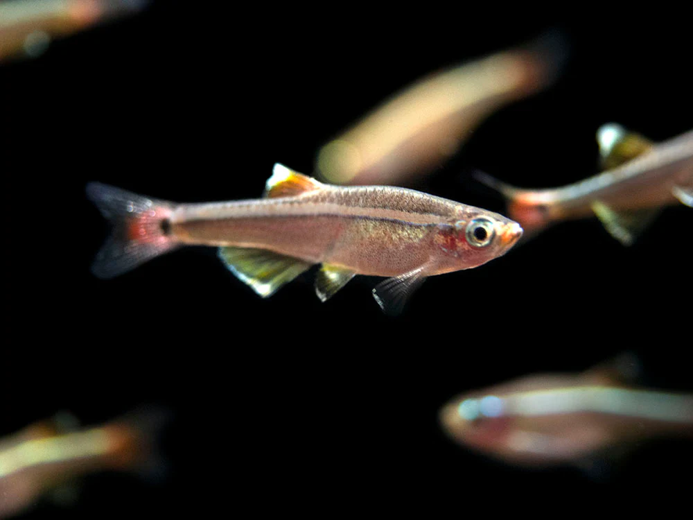White Cloud Mountain Minnow (Tanichthys albonubes), Tank-Bred - Nestor' Aquariums & Pets