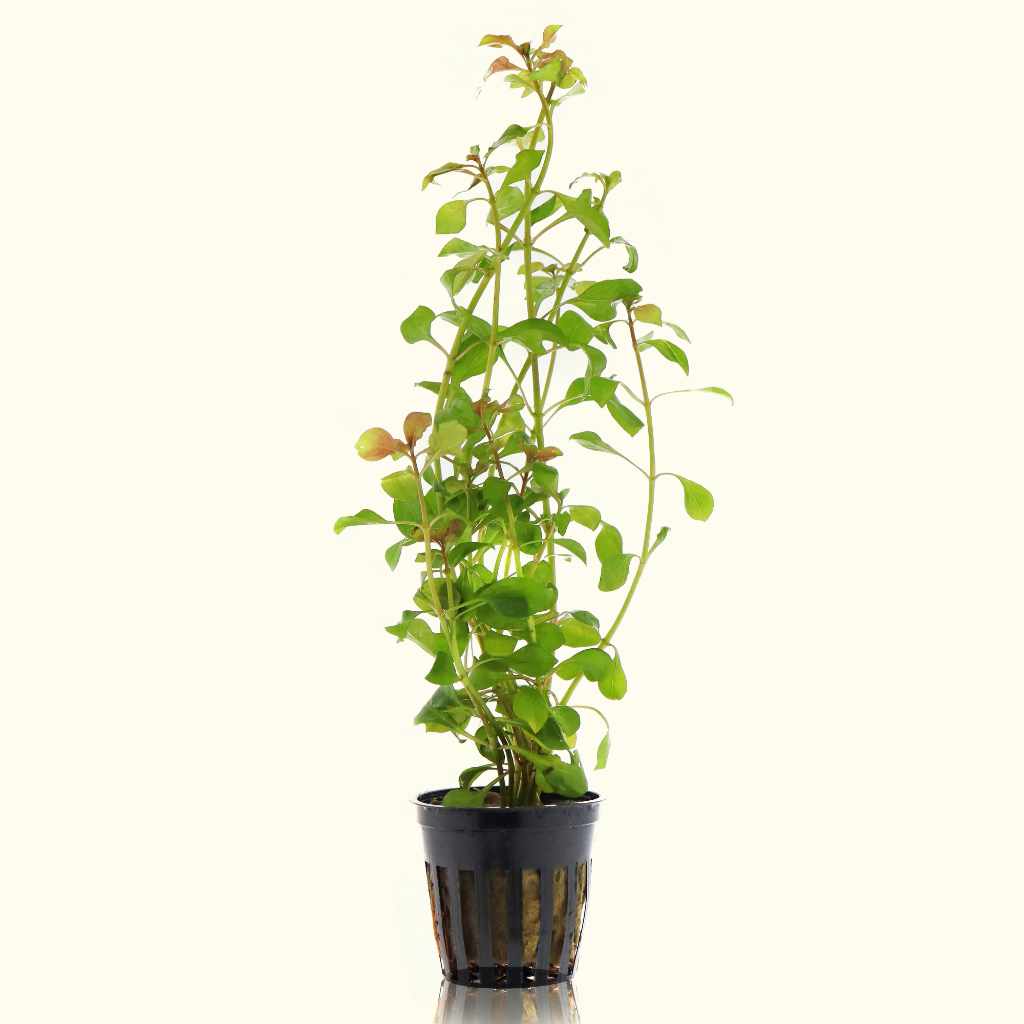 Ludwigia Repens 'Red' - Nestor' Aquariums & Pets
