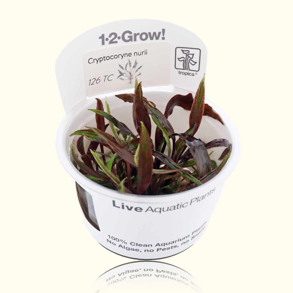 Cryptocoryne Nurii Tissue Culture - Nestor' Aquariums & Pets