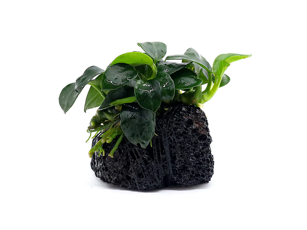 Anubias barteri var. nana 'Petite' on Lava Stone - Nestor' Aquariums & Pets