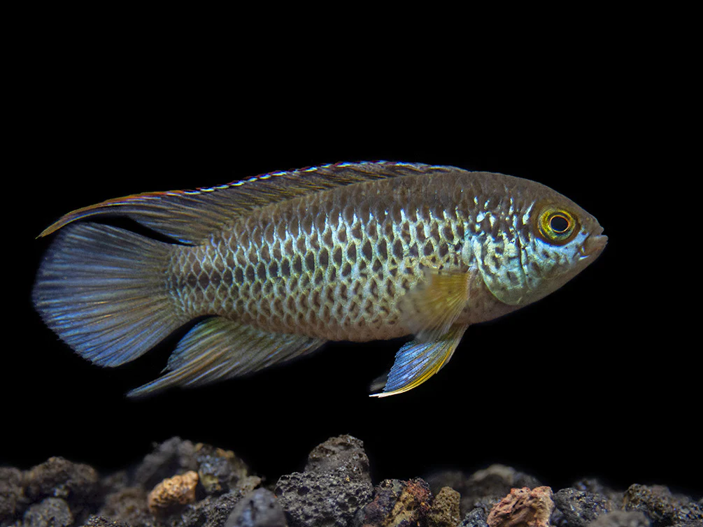 Golden Dwarf Cichlid (Nannacara anomala), - Tank Bred - Nestor' Aquariums & Pets