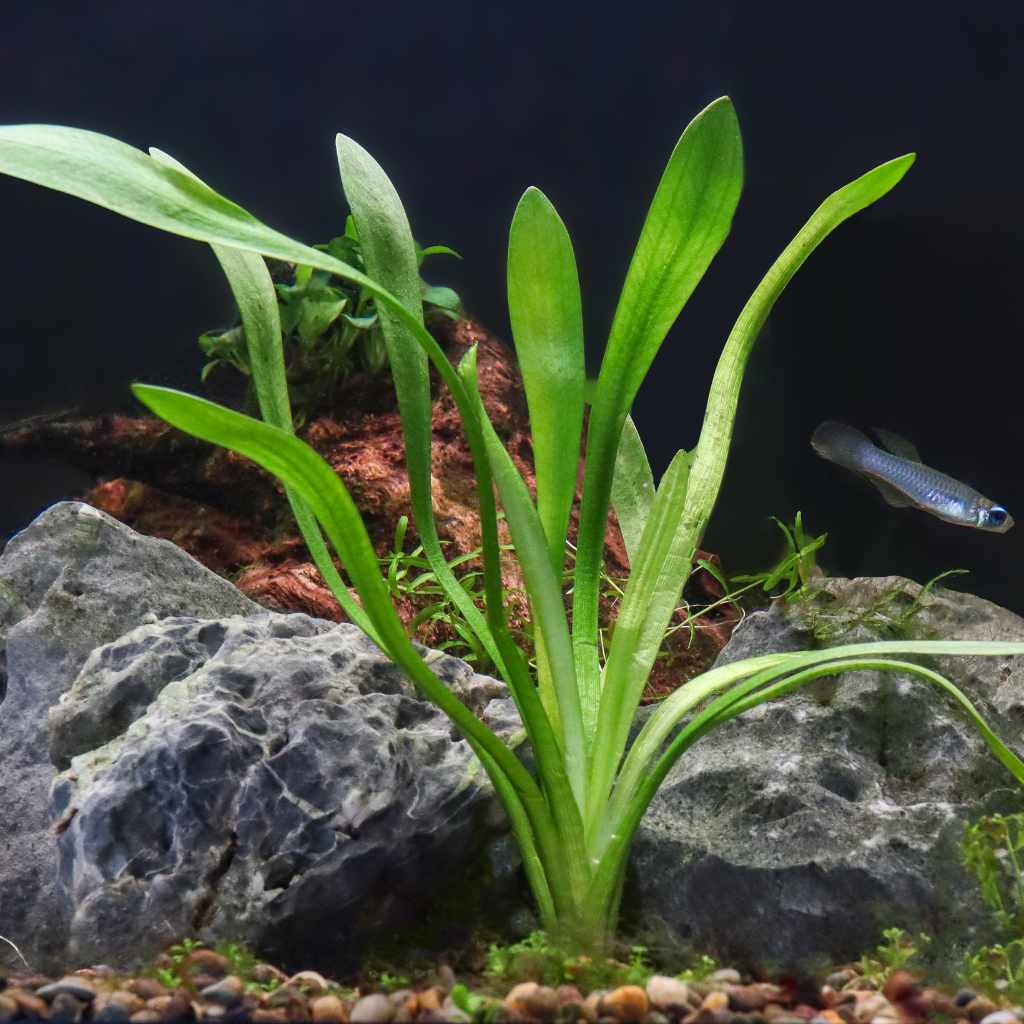 Dwarf Sagittaria - Nestor' Aquariums & Pets