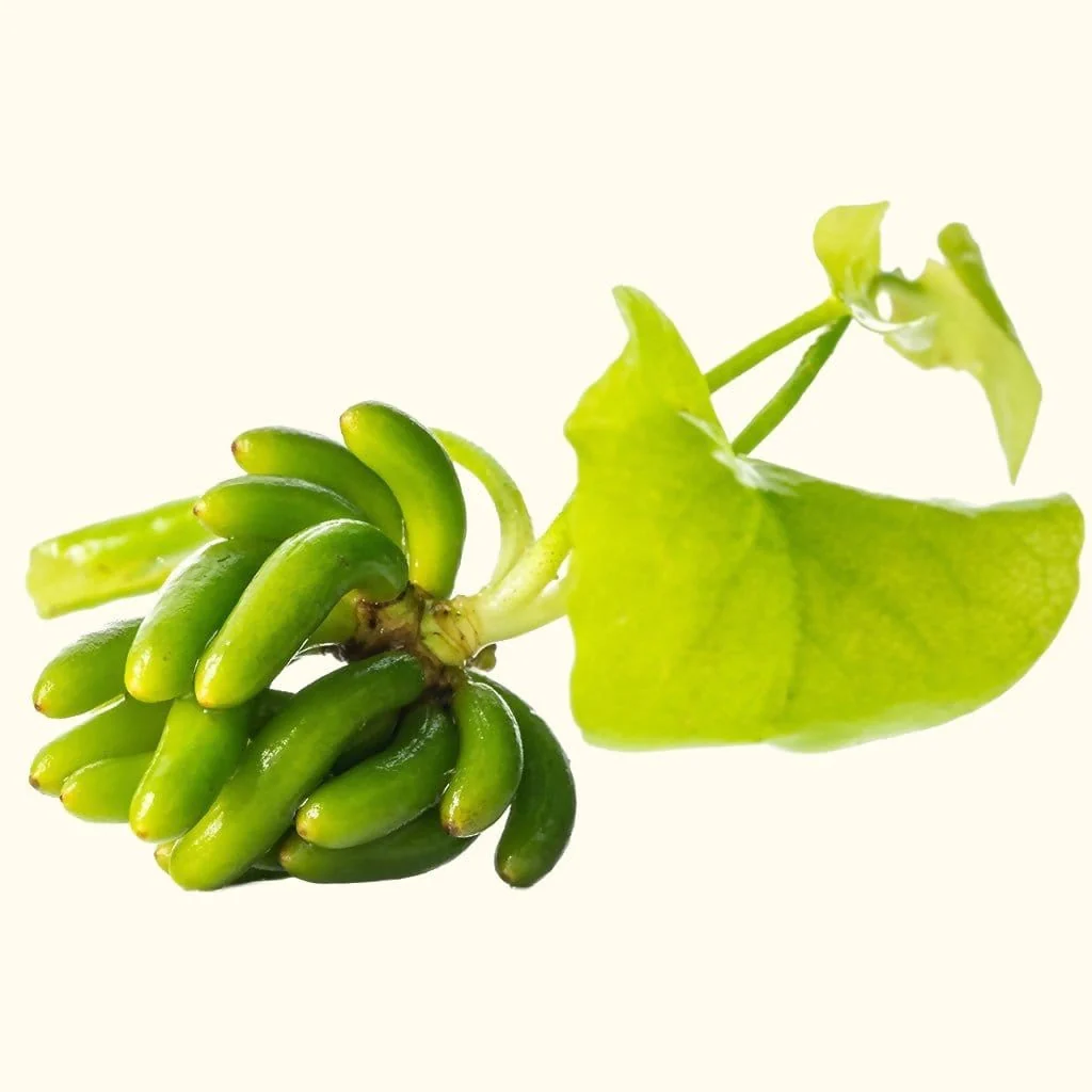 Banana Plant - Nestor' Aquariums & Pets
