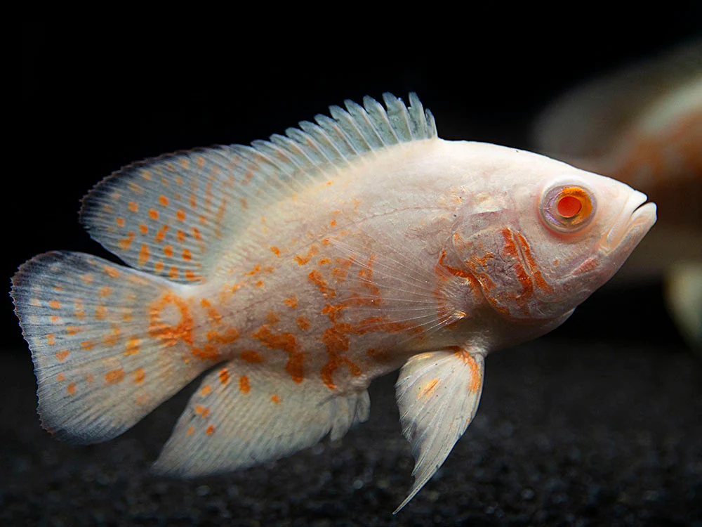 Albino Tiger Oscar (Astronotus ocellatus), Tank-Bred - Nestor' Aquariums & Pets