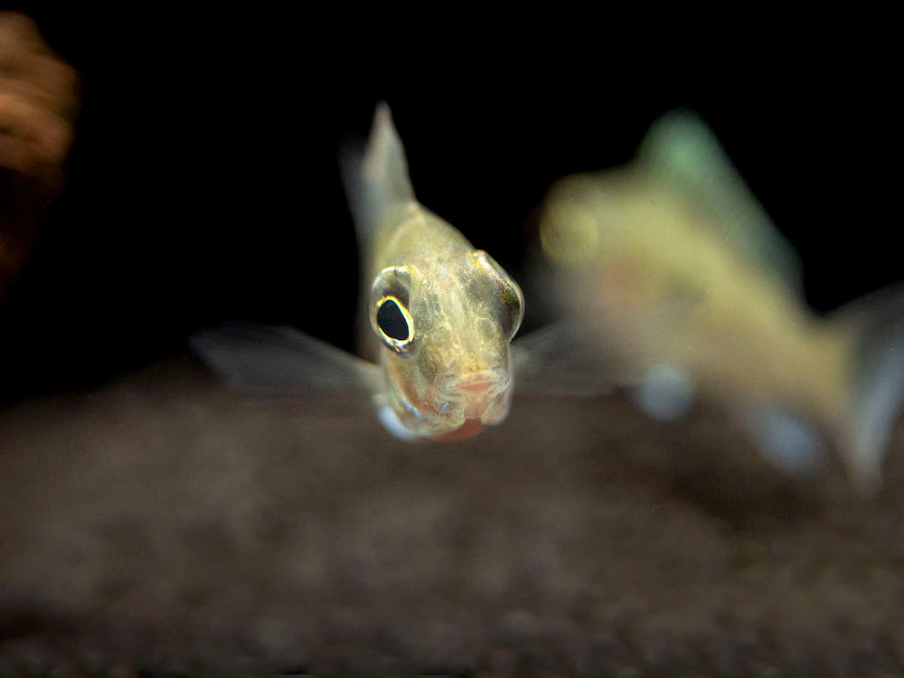 Sven's Eartheater Cichlid (Geophagus sveni), Tank-Bred! - Nestor' Aquariums & Pets