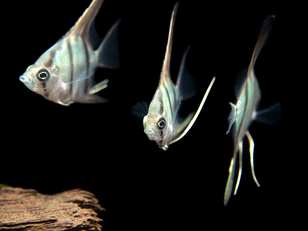 Red Shoulder Manacapuru Angelfish (Pterophyllum scalare) - TANK-BRED!!! - Nestor' Aquariums & Pets