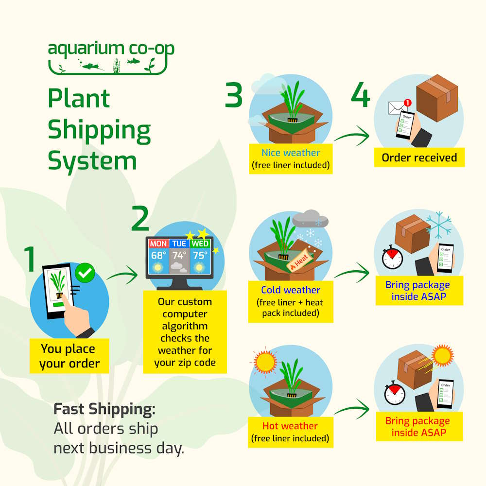 Anubias Coffeefolia - Nestor' Aquariums & Pets