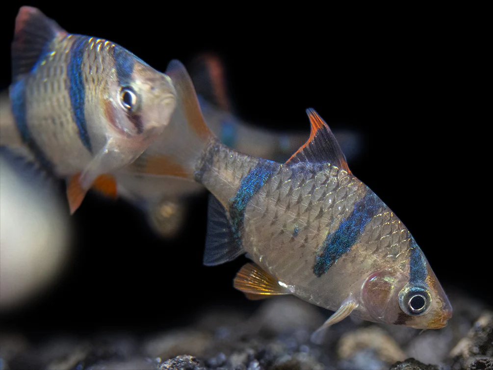 Tiger Barb (Puntigrus tetrazona), Tank-Bred - Nestor' Aquariums & Pets