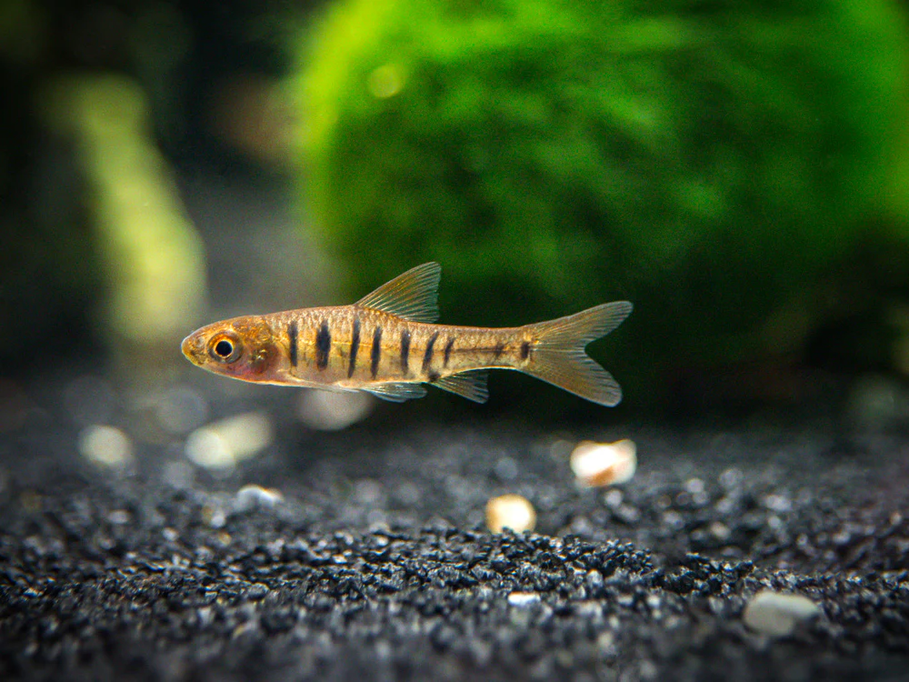 African Banded Barb (Barbus fasciolatus) - Tank-Bred - Nestor' Aquariums & Pets