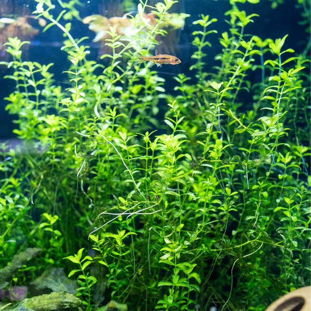Pearl Weed - Nestor' Aquariums & Pets