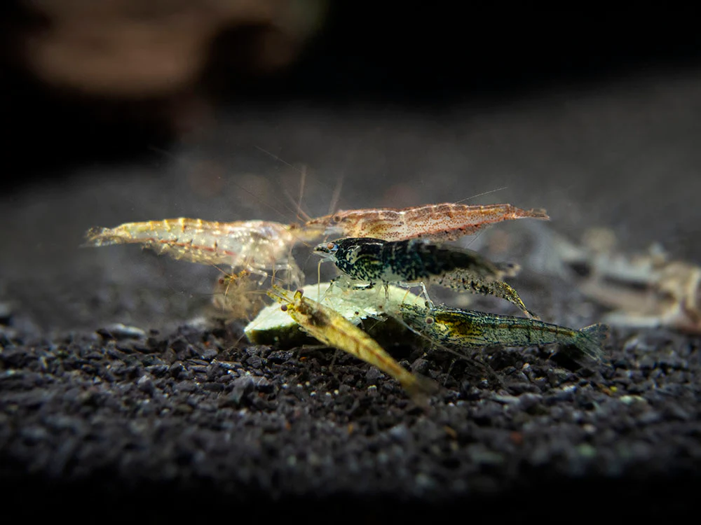 Wild Form Neocaridina Shrimp (Neocaridina davidi), Tank-Bred! - Nestor' Aquariums & Pets