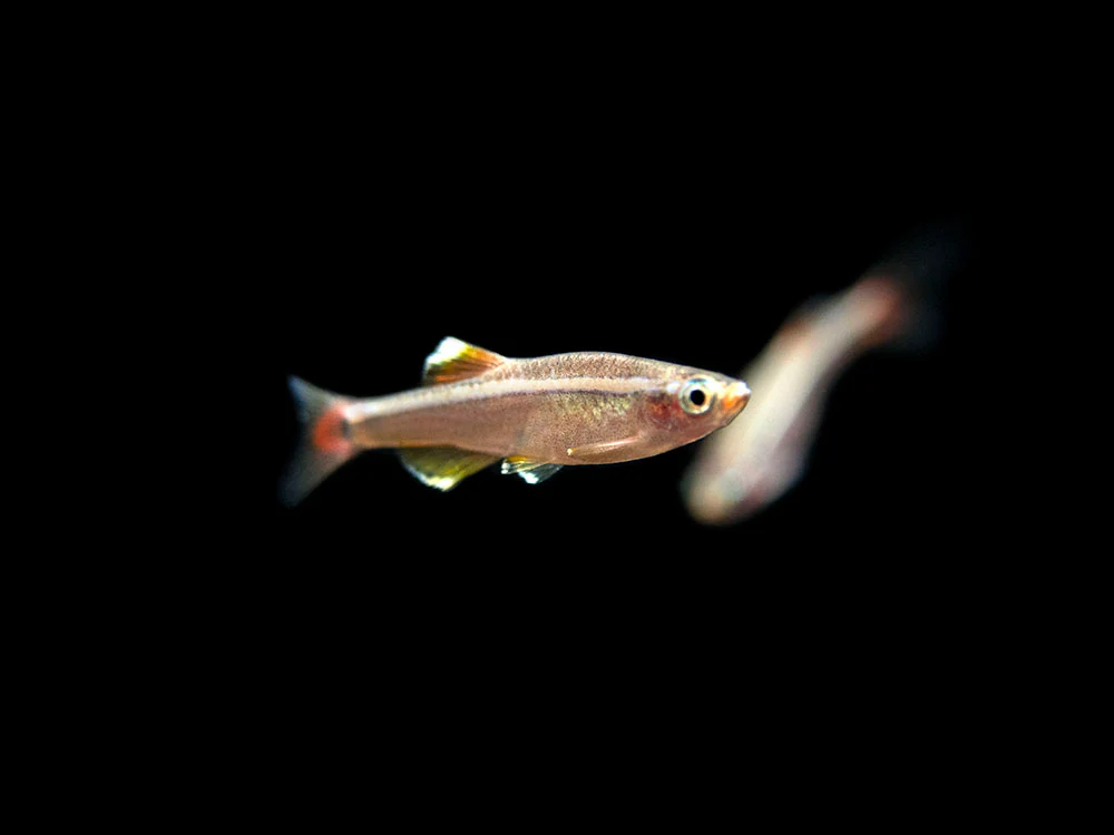 White Cloud Mountain Minnow (Tanichthys albonubes), Tank-Bred - Nestor' Aquariums & Pets