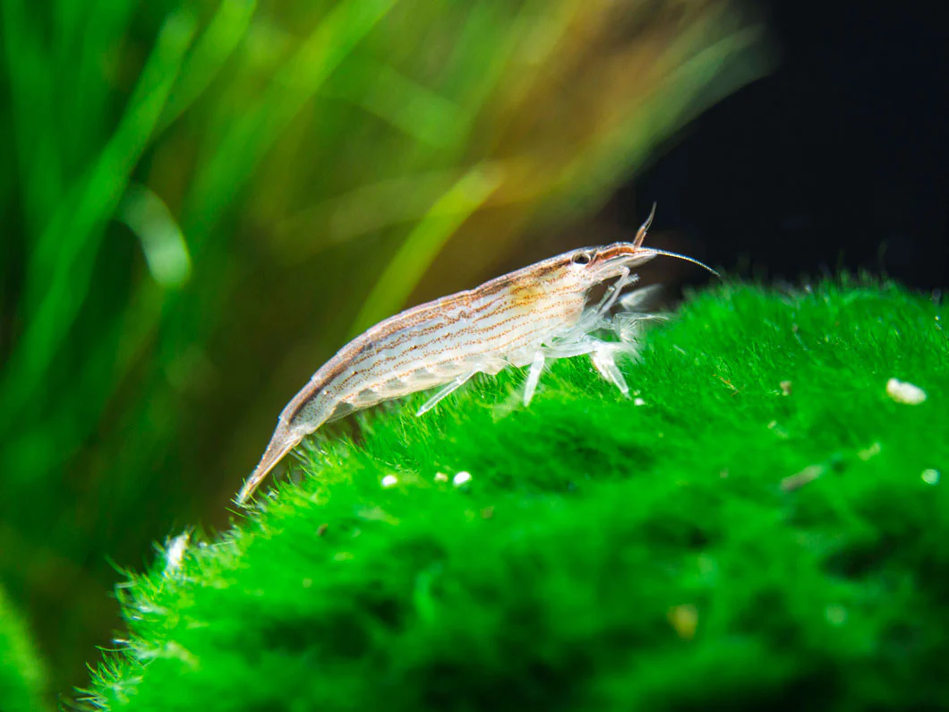 SMALL Bamboo Shrimp (Atyopsis spinipes) aka Singapore Flower Shrimp - Nestor' Aquariums & Pets