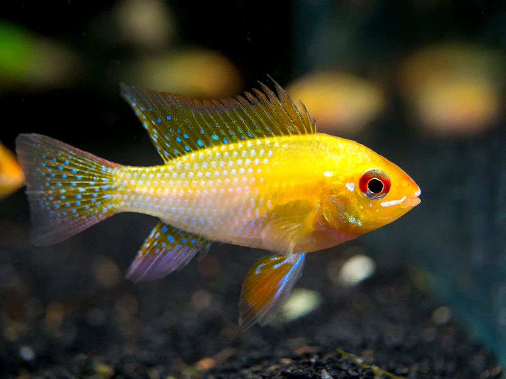 German Gold Ram Dwarf Cichlid (Mikrogeophagus ramirezi var. 