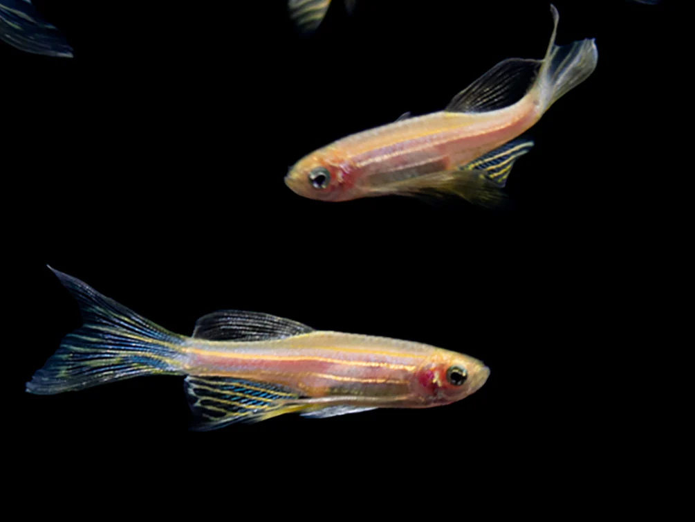 Danios / Minnows / Shiners - Nestor' Aquariums & Pets
