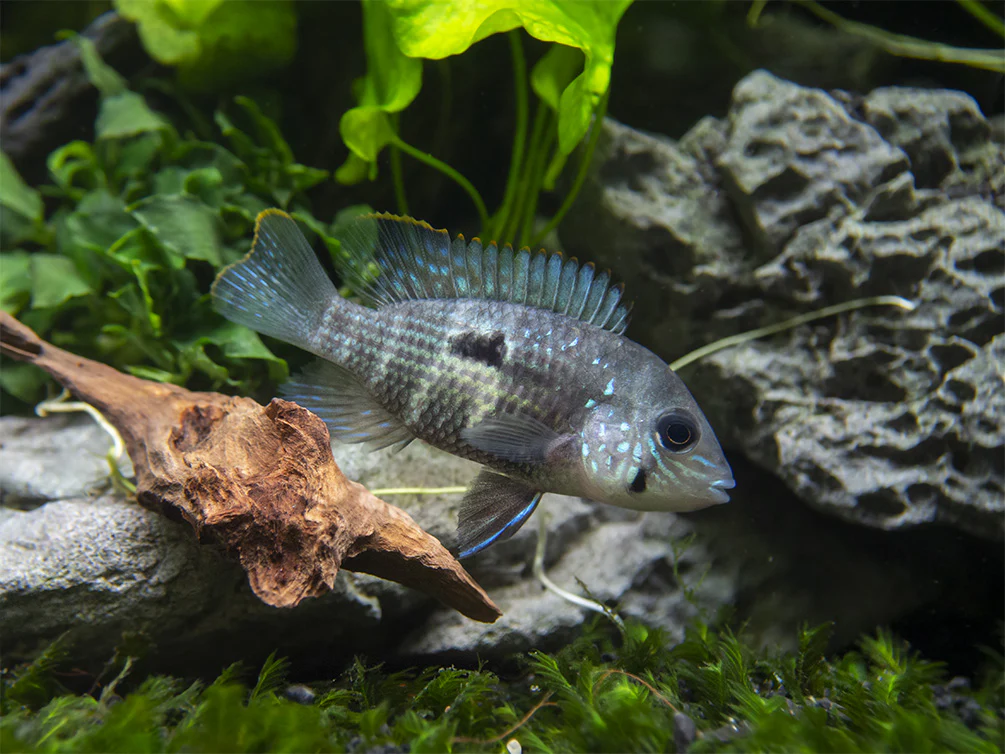 Green Terror Cichlid (Andinoacara stalsbergi), Locally Bred! - Nestor' Aquariums & Pets