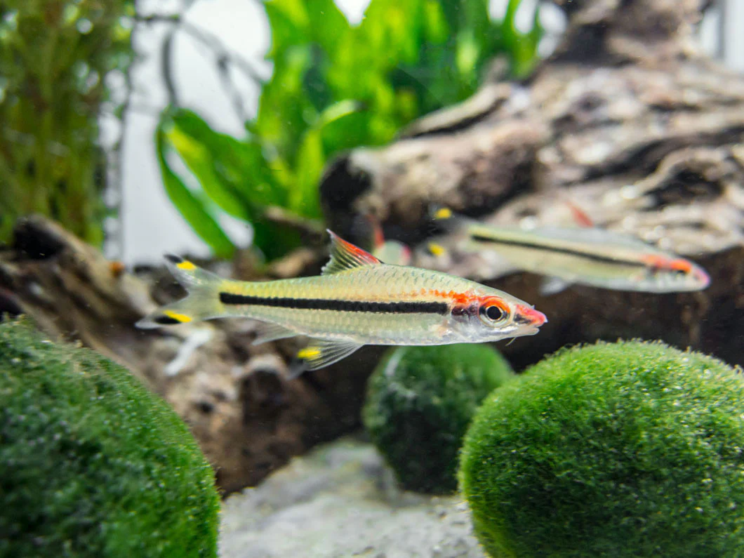 Denison’s Barb (Sahyadria denisonii), Tank-Bred - Nestor' Aquariums & Pets