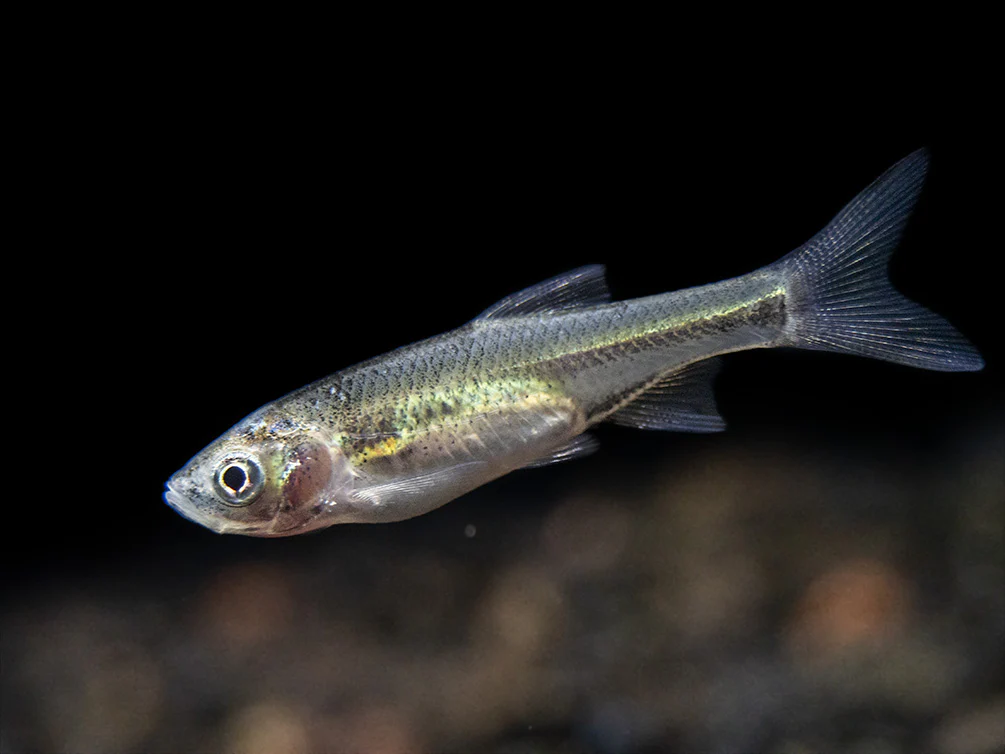 Red Shiner (Cyprinella lutrensis), Tank-Bred! - Nestor' Aquariums & Pets