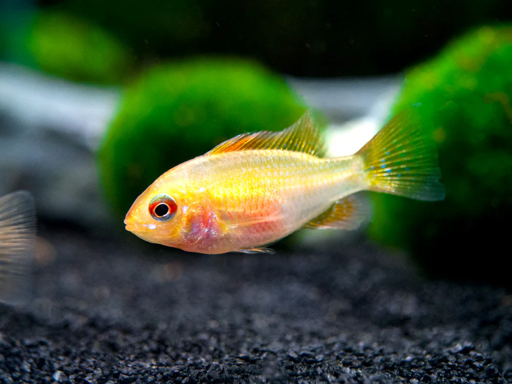 German Gold Ram Dwarf Cichlid (Mikrogeophagus ramirezi var. 