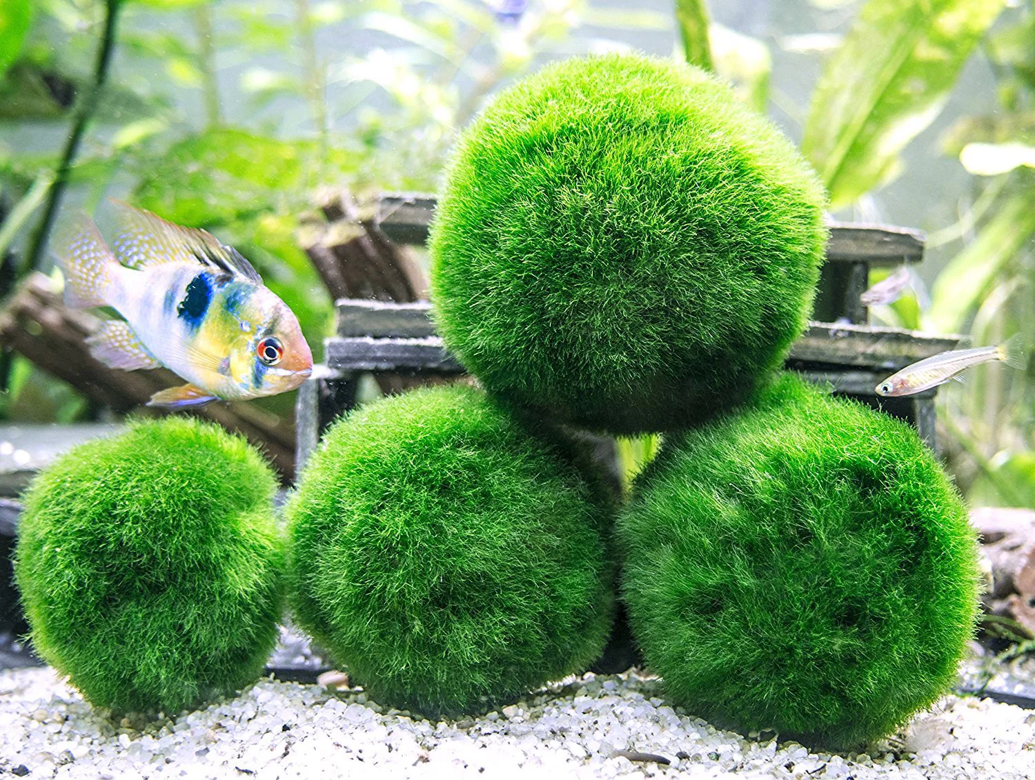 Aquatic Arts Marimo Moss Ball Fertilizer Food 8oz. - Nestor' Aquariums & Pets