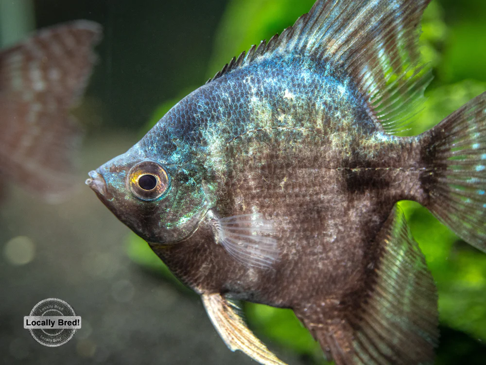 Black Angelfish (Pterophyllum scalare 