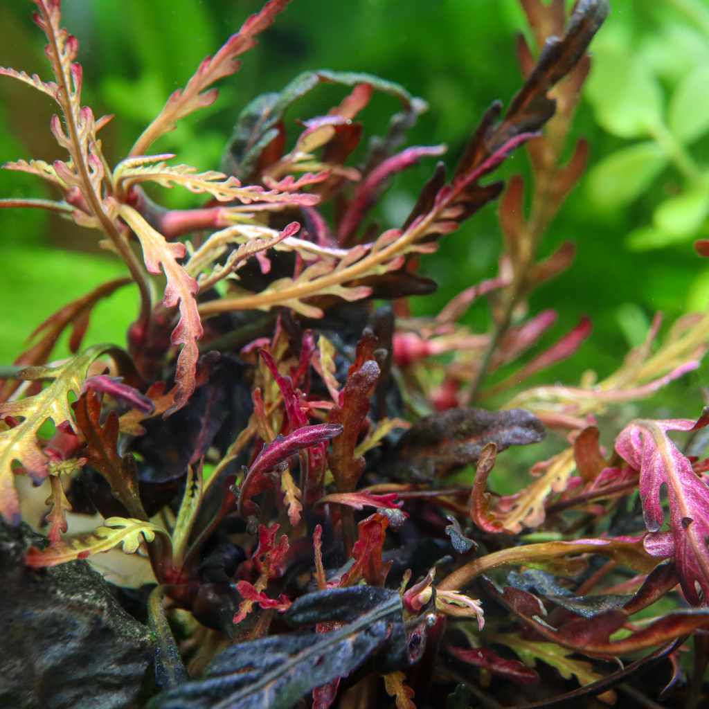 Hygrophila Pinnatifida Tissue Culture - Nestor' Aquariums & Pets