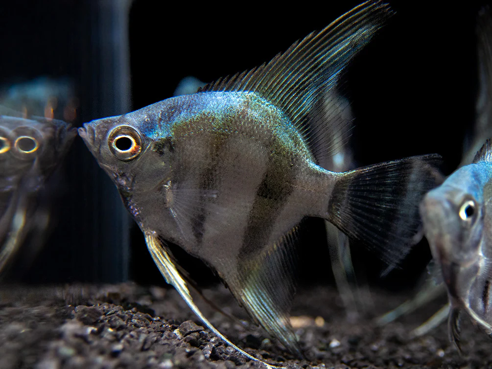 Blue Diamond Angelfish (Pterophyllum scalare) - Tank-Bred! - Nestor' Aquariums & Pets