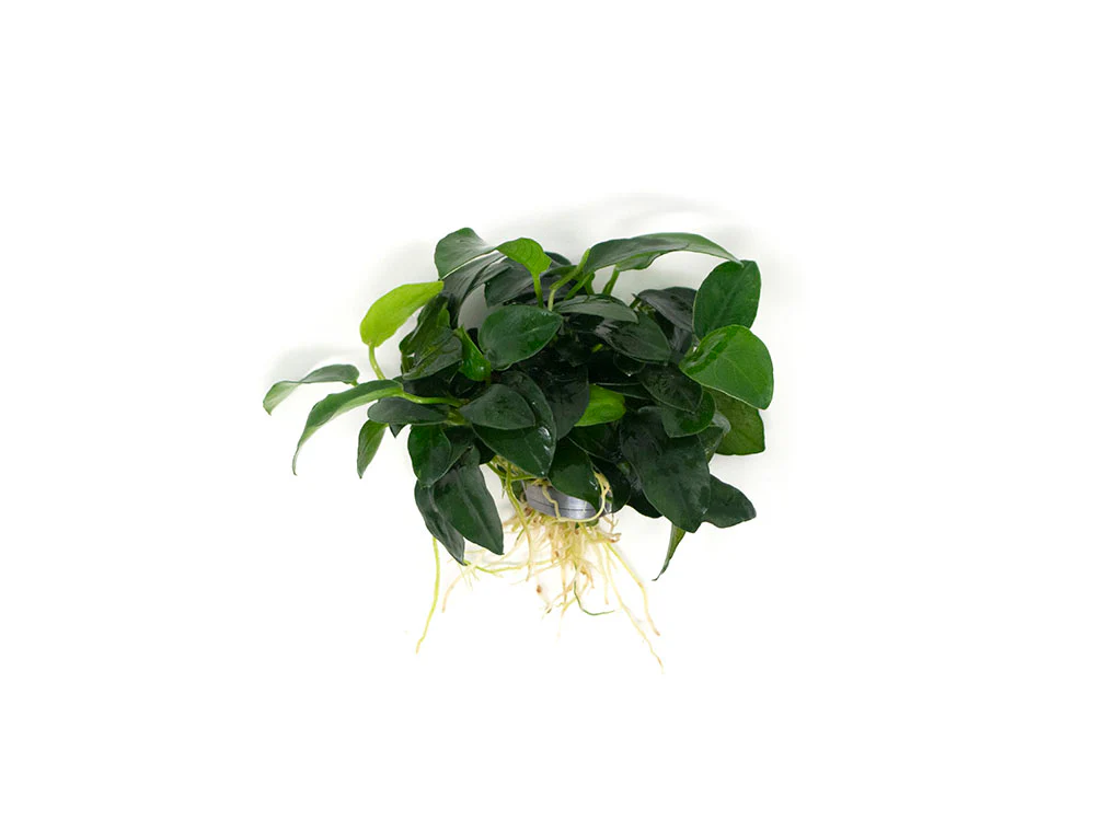 Petite Anubias Nana (Anubias barteri var. “Petite Nana”), EXTRA LARGE, Bare Root - Nestor' Aquariums & Pets