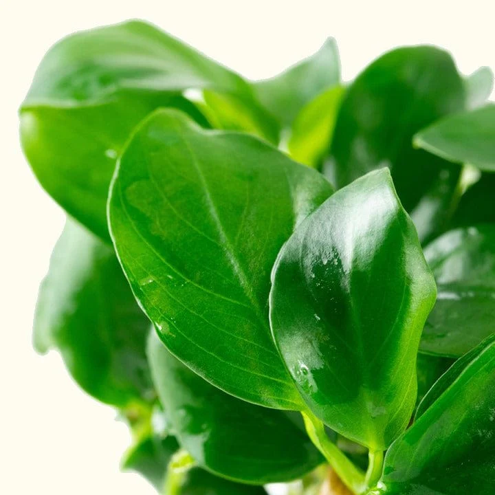 Anubias Barteri Nana Tissue Culture - Nestor' Aquariums & Pets